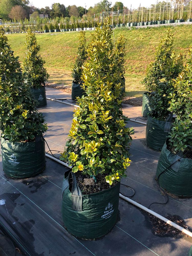 ilex-hybrid-conaf-oak-leaf-trade-holly-oakleaf-red-holly