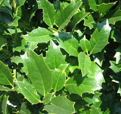 ilex-hybrid-conaf-oak-leaf-trade-holly-oakleaf-red-holly