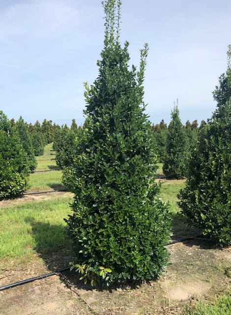 ilex-hybrid-conaf-oak-leaf-trade-holly-oakleaf-red-holly