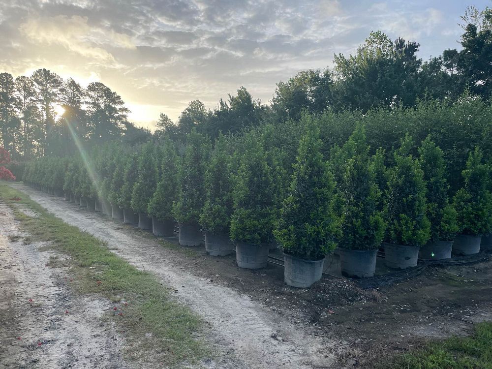 ilex-hybrid-conaf-oak-leaf-trade-holly-oakleaf-red-holly