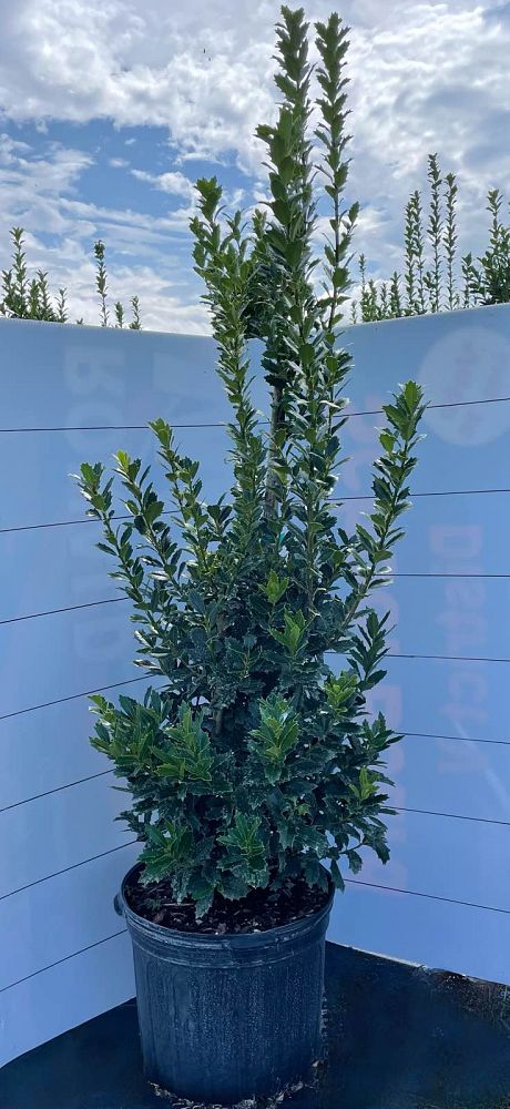 ilex-hybrid-conaf-oak-leaf-trade-holly-oakleaf-red-holly