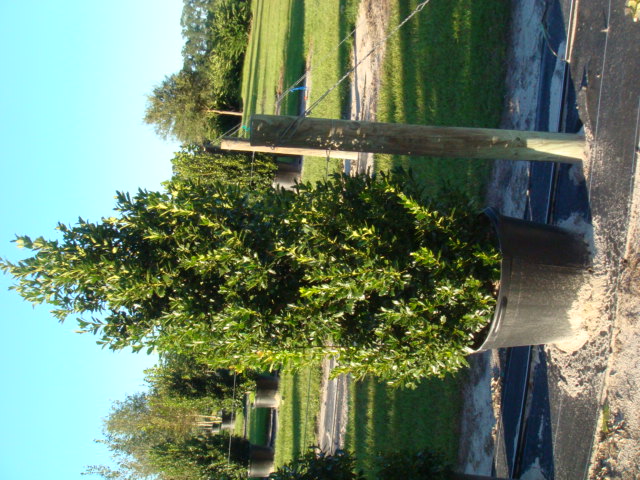 ilex-hybrid-conaf-oak-leaf-trade-holly-oakleaf-red-holly