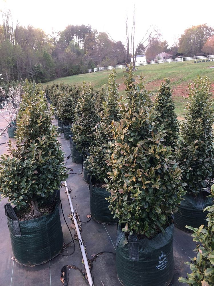 ilex-hybrid-conaf-oak-leaf-trade-holly-oakleaf-red-holly