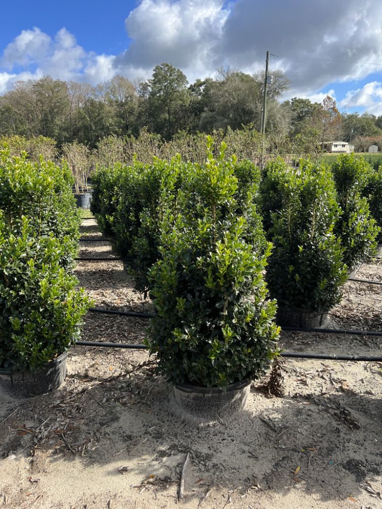 ilex-hybrid-conaf-oak-leaf-trade-holly-oakleaf-red-holly