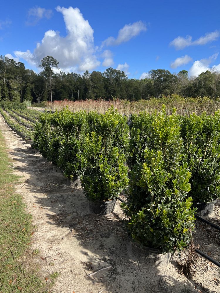 ilex-hybrid-conaf-oak-leaf-trade-holly-oakleaf-red-holly
