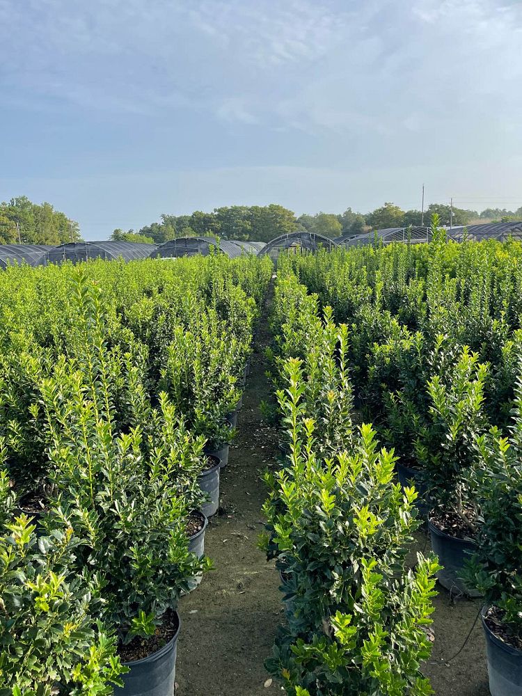 ilex-hybrid-conaf-oak-leaf-trade-holly-oakleaf-red-holly