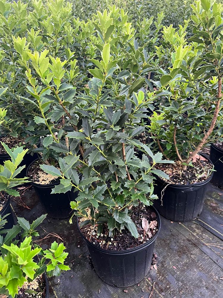 ilex-hybrid-conaf-oak-leaf-trade-holly-oakleaf-red-holly