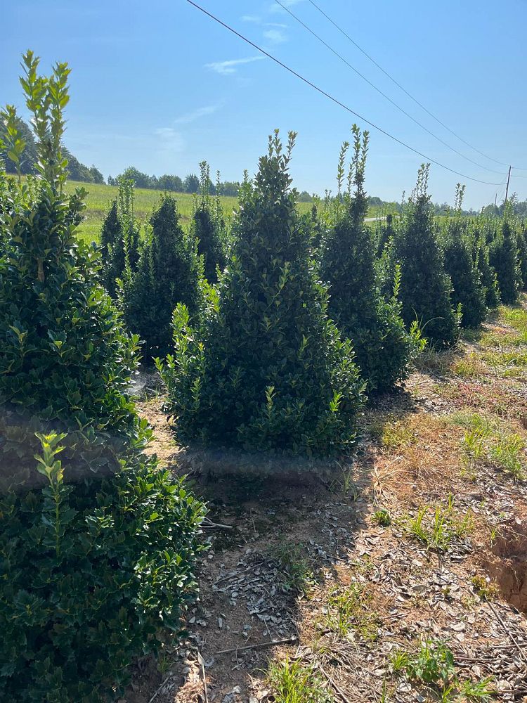 ilex-hybrid-conaf-oak-leaf-trade-holly-oakleaf-red-holly