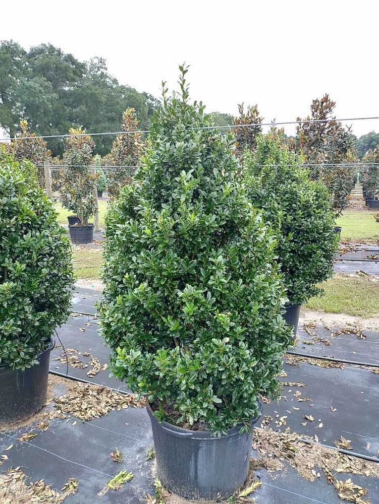 ilex-hybrid-conaf-oak-leaf-trade-holly-oakleaf-red-holly