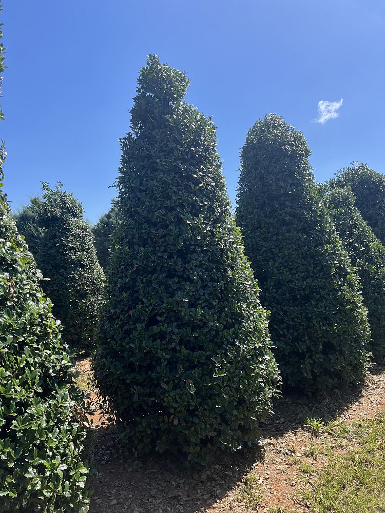 ilex-hybrid-conaf-oak-leaf-trade-holly-oakleaf-red-holly