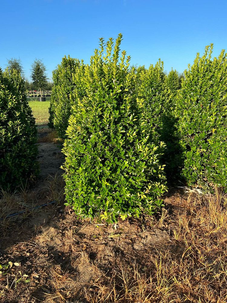 ilex-hybrid-conaf-oak-leaf-trade-holly-oakleaf-red-holly