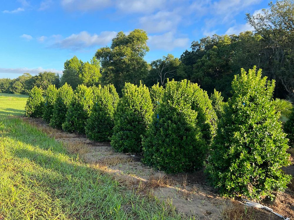 ilex-hybrid-conaf-oak-leaf-trade-holly-oakleaf-red-holly