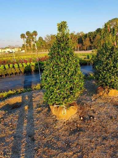 ilex-hybrid-conaf-oak-leaf-trade-holly-oakleaf-red-holly