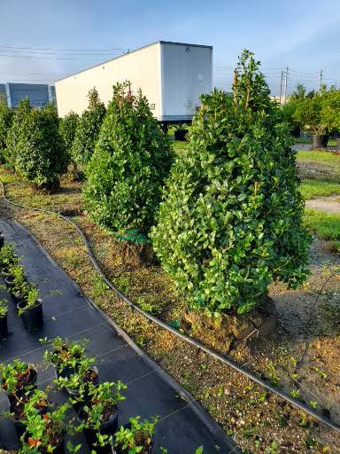 ilex-hybrid-conaf-oak-leaf-trade-holly-oakleaf-red-holly