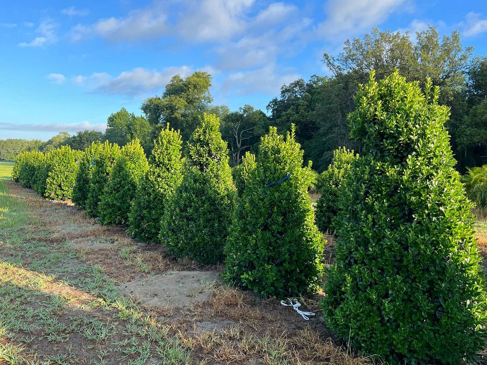 ilex-hybrid-conaf-oak-leaf-trade-holly-oakleaf-red-holly