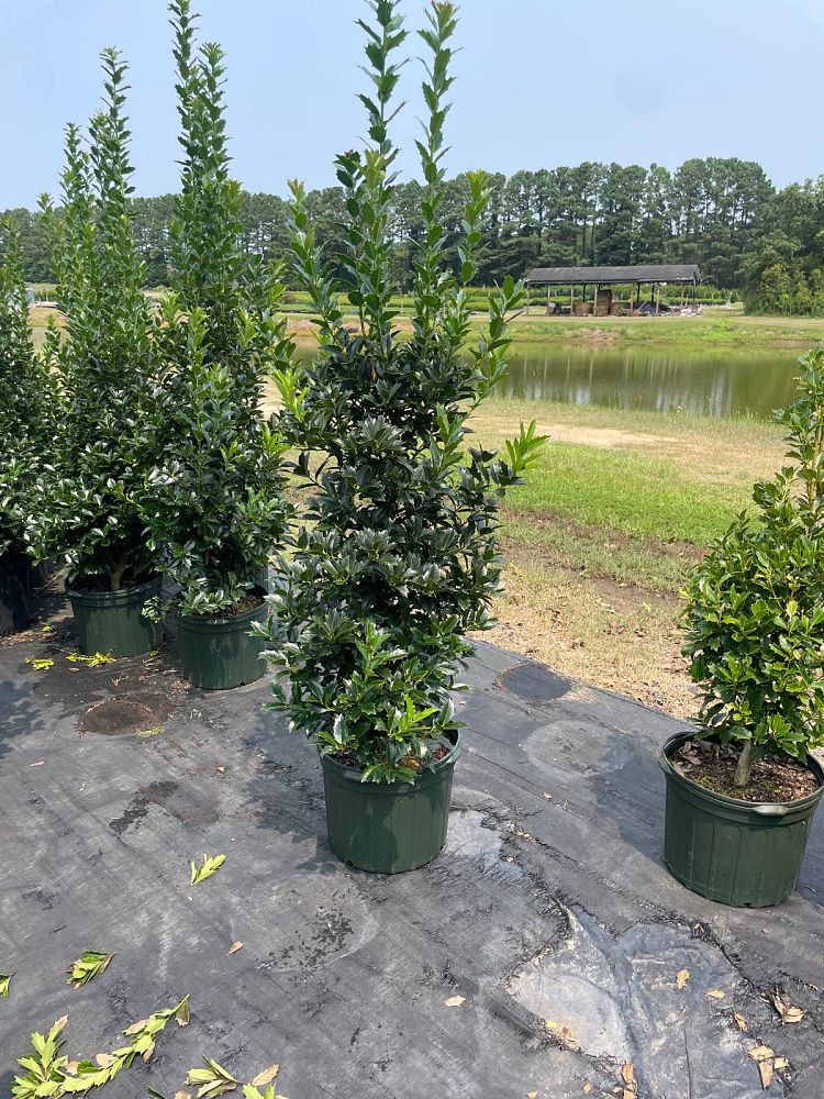 ilex-hybrid-conaf-oak-leaf-trade-holly-oakleaf-red-holly