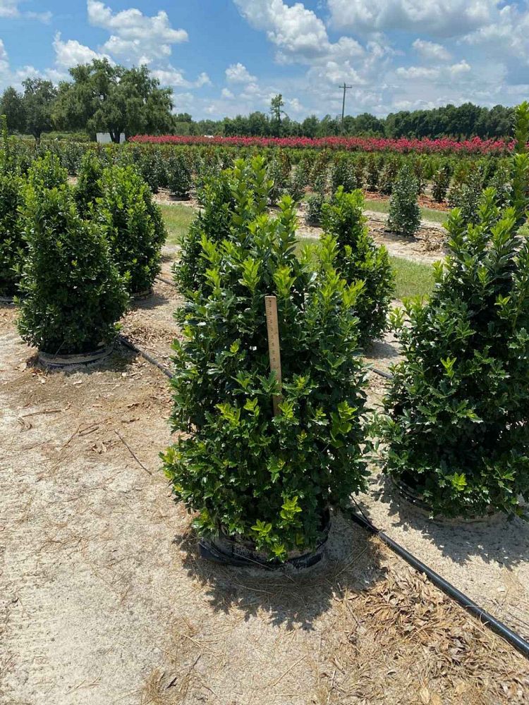 ilex-hybrid-conaf-oak-leaf-trade-holly-oakleaf-red-holly