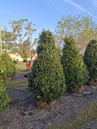 ilex-hybrid-conaf-oak-leaf-trade-holly-oakleaf-red-holly