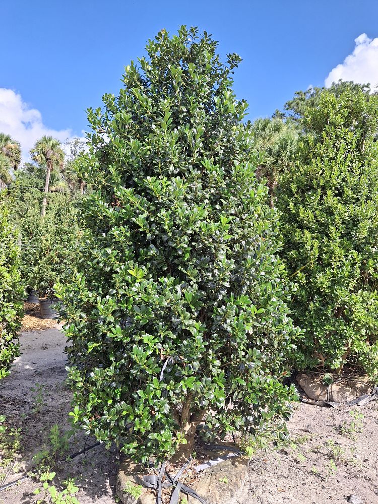 ilex-hybrid-conaf-oak-leaf-trade-holly-oakleaf-red-holly