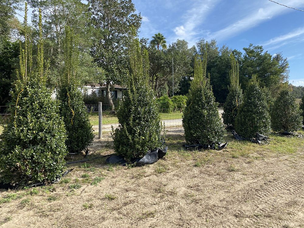 ilex-hybrid-conaf-oak-leaf-trade-holly-oakleaf-red-holly