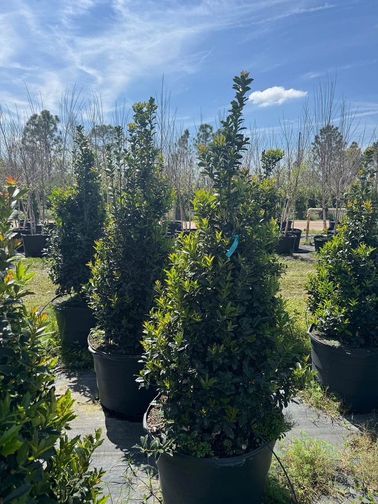 ilex-hybrid-conaf-oak-leaf-trade-holly-oakleaf-red-holly