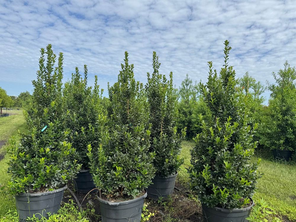 ilex-hybrid-conaf-oak-leaf-trade-holly-oakleaf-red-holly