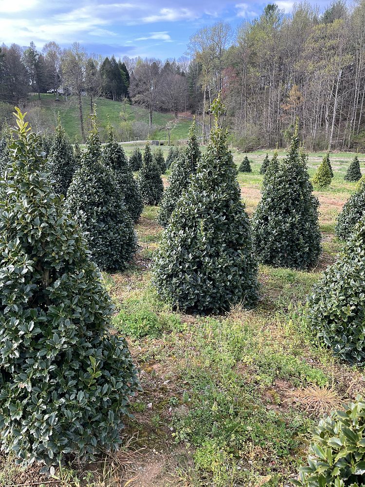 ilex-hybrid-conaf-oak-leaf-trade-holly-oakleaf-red-holly