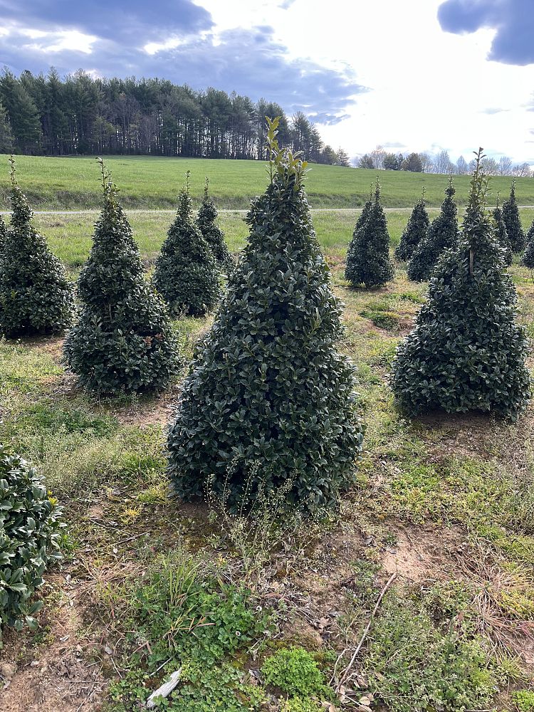 ilex-hybrid-conaf-oak-leaf-trade-holly-oakleaf-red-holly