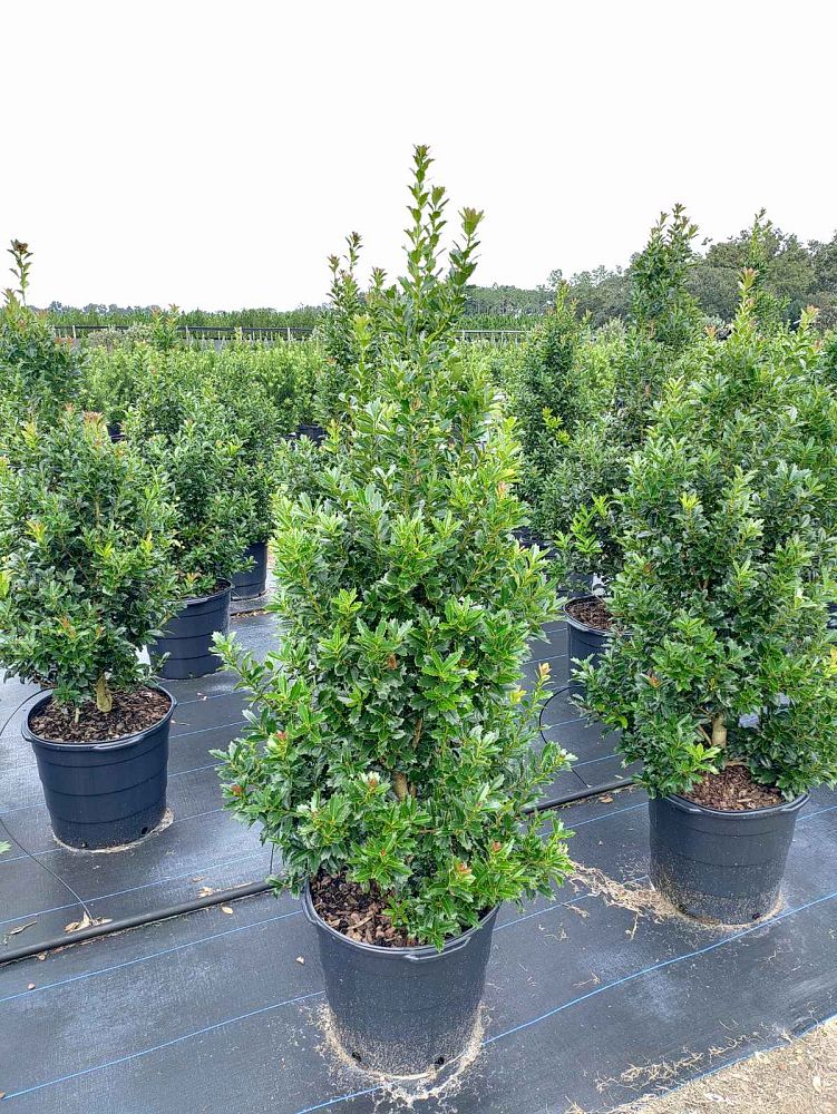 ilex-hybrid-conaf-oak-leaf-trade-holly-oakleaf-red-holly