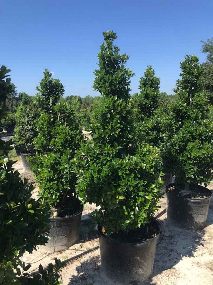 ilex-hybrid-conaf-oak-leaf-trade-holly-oakleaf-red-holly