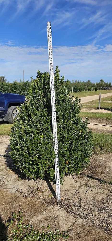 ilex-hybrid-conaf-oak-leaf-trade-holly-oakleaf-red-holly