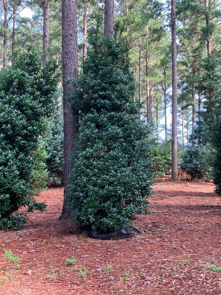 ilex-hybrid-conaf-oak-leaf-trade-holly-oakleaf-red-holly