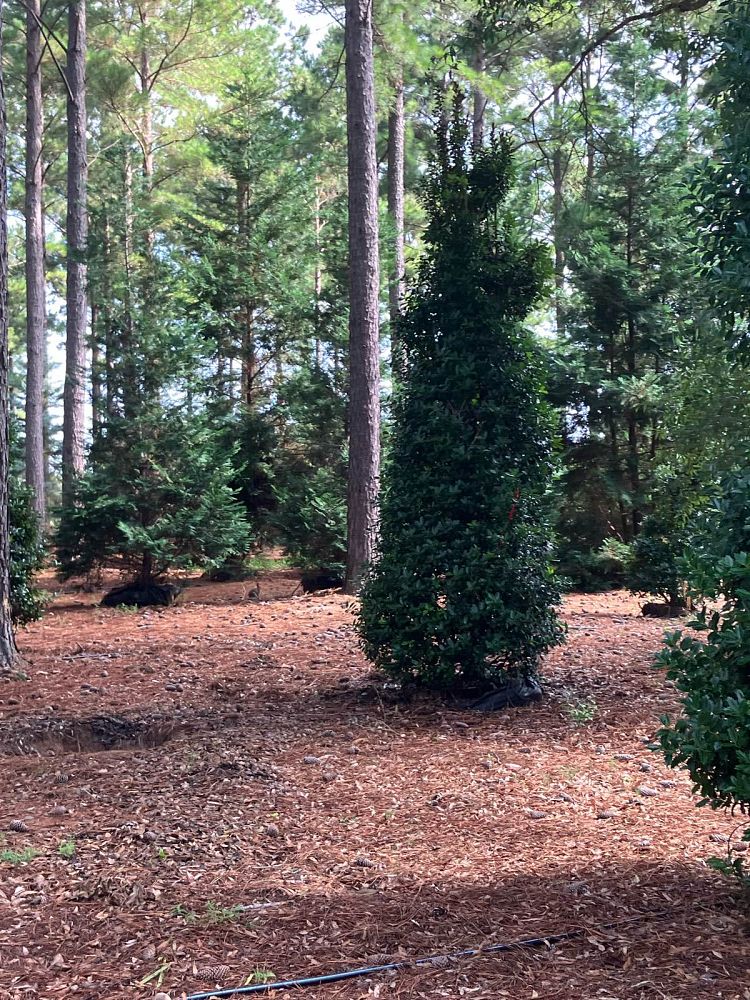 ilex-hybrid-conaf-oak-leaf-trade-holly-oakleaf-red-holly