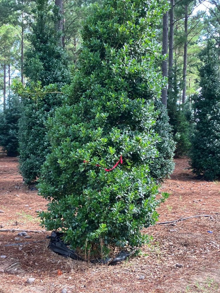 ilex-hybrid-conaf-oak-leaf-trade-holly-oakleaf-red-holly