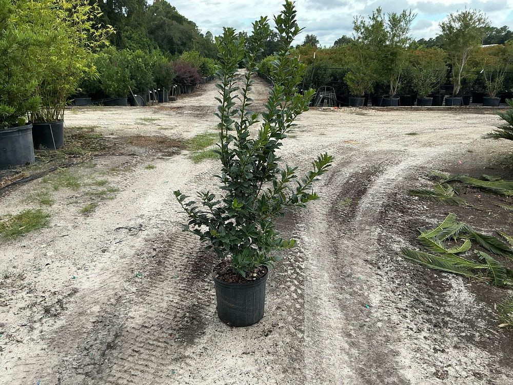 ilex-hybrid-conaf-oak-leaf-trade-holly-oakleaf-red-holly