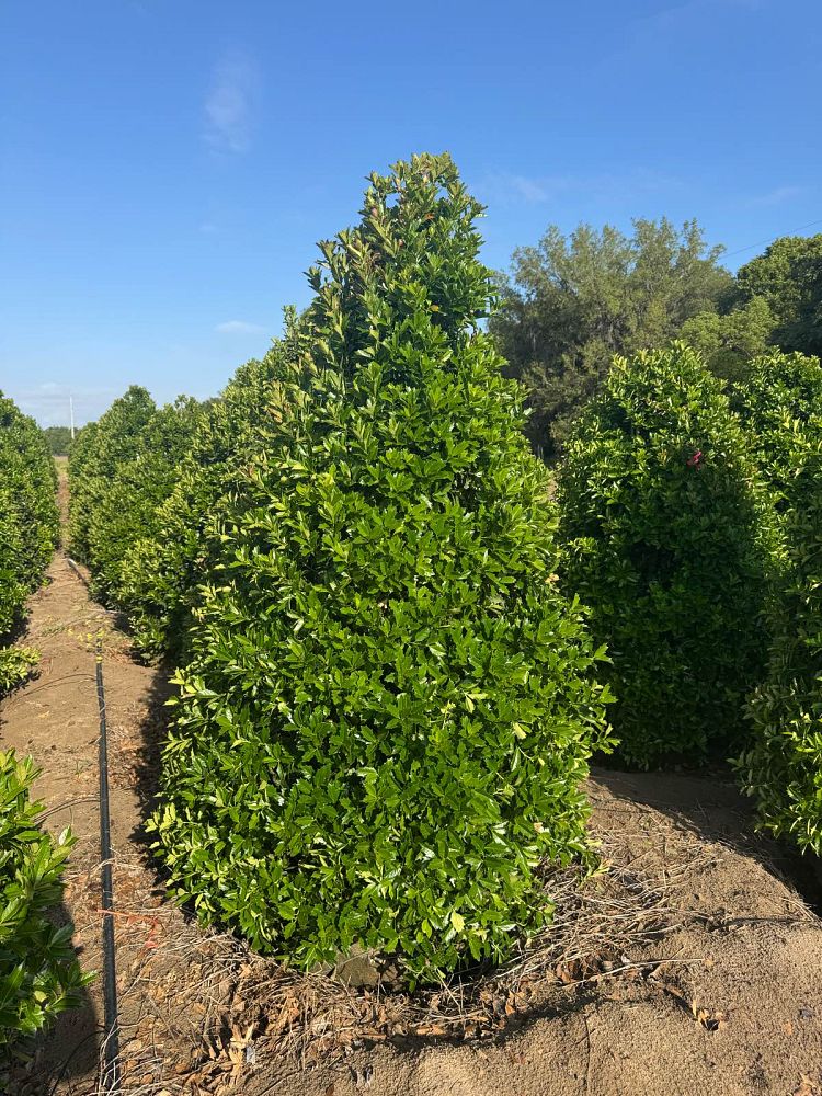ilex-hybrid-conaf-oak-leaf-trade-holly-oakleaf-red-holly