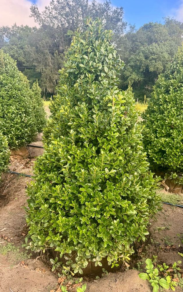 ilex-hybrid-conaf-oak-leaf-trade-holly-oakleaf-red-holly