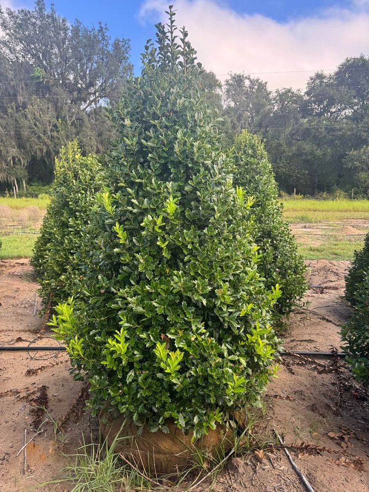 ilex-hybrid-conaf-oak-leaf-trade-holly-oakleaf-red-holly