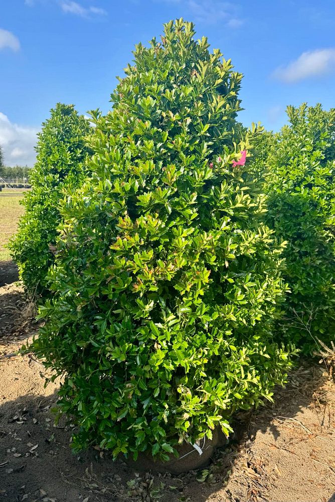 ilex-hybrid-conaf-oak-leaf-trade-holly-oakleaf-red-holly