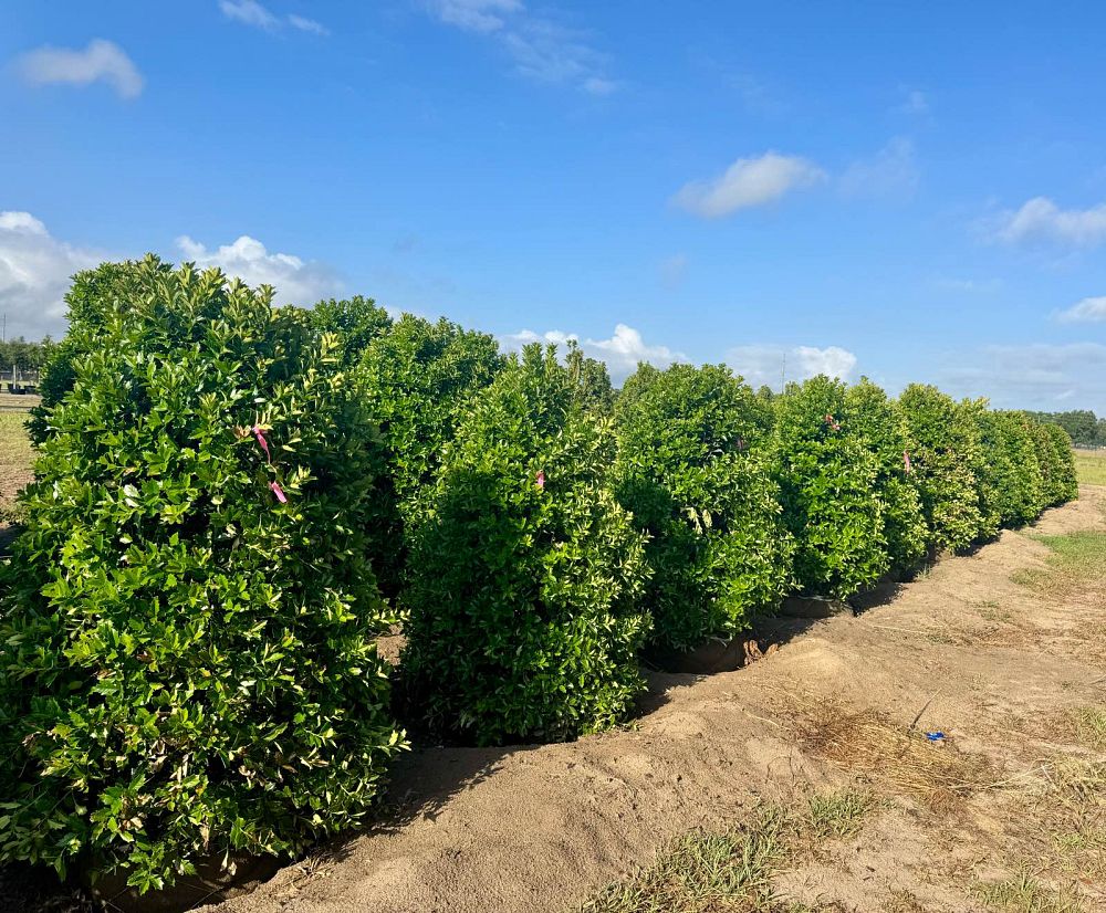 ilex-hybrid-conaf-oak-leaf-trade-holly-oakleaf-red-holly