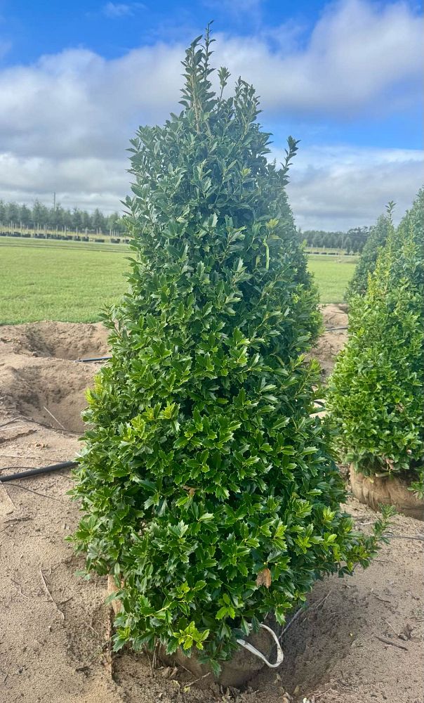 ilex-hybrid-conaf-oak-leaf-trade-holly-oakleaf-red-holly