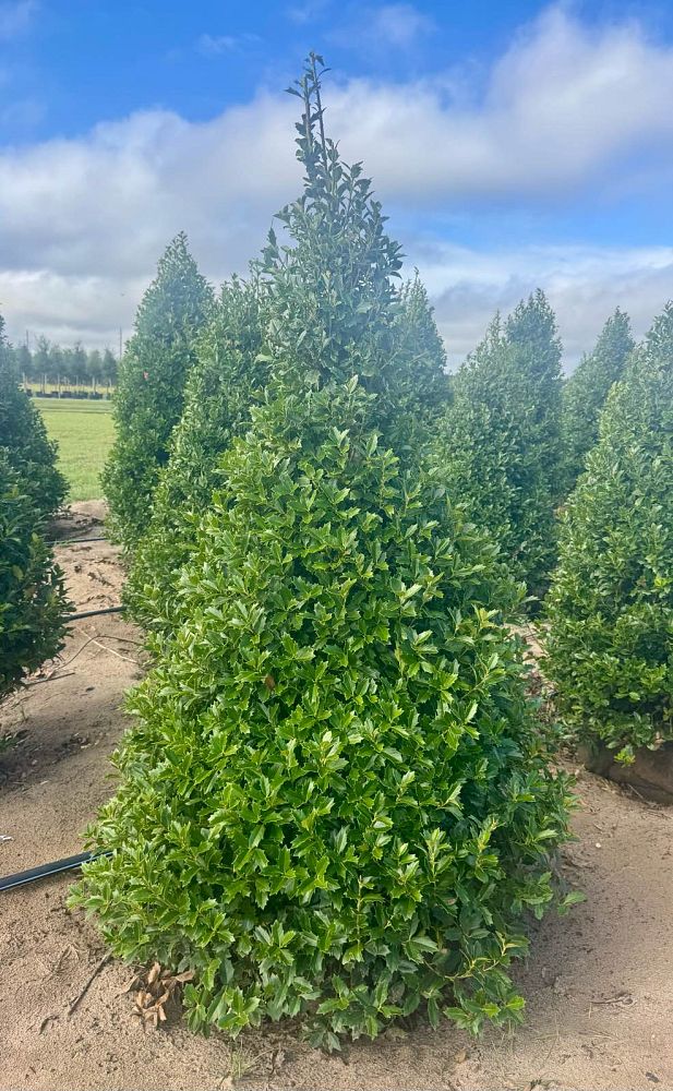 ilex-hybrid-conaf-oak-leaf-trade-holly-oakleaf-red-holly