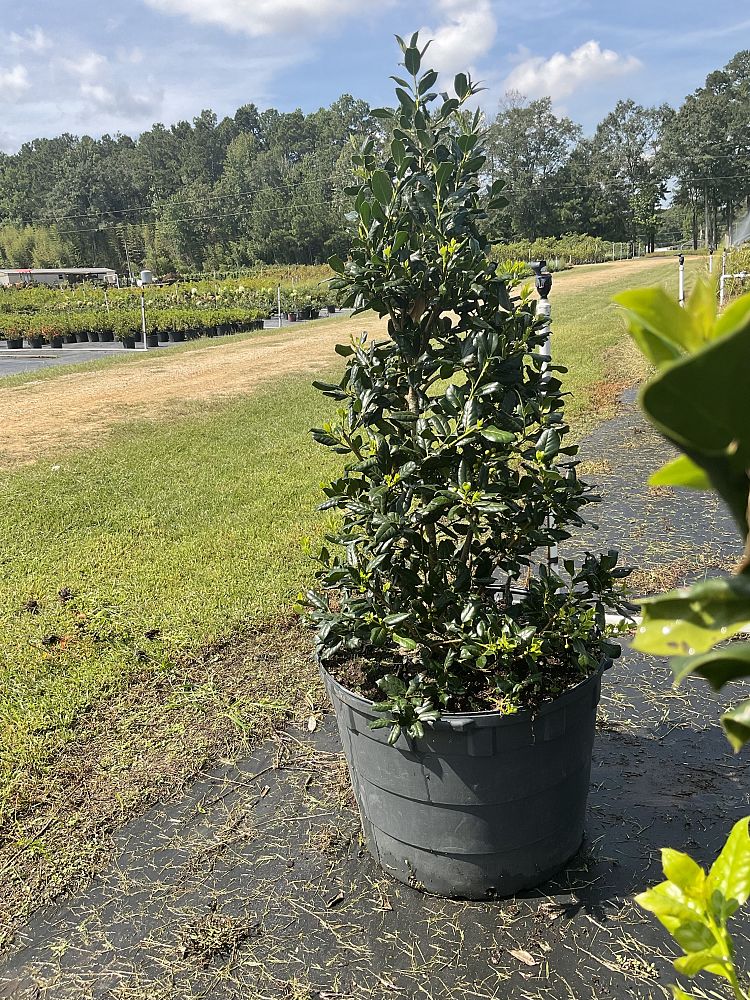 ilex-hybrid-conaf-oak-leaf-trade-holly-oakleaf-red-holly