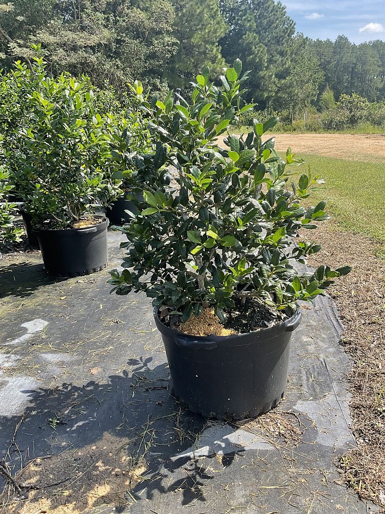 ilex-hybrid-conaf-oak-leaf-trade-holly-oakleaf-red-holly