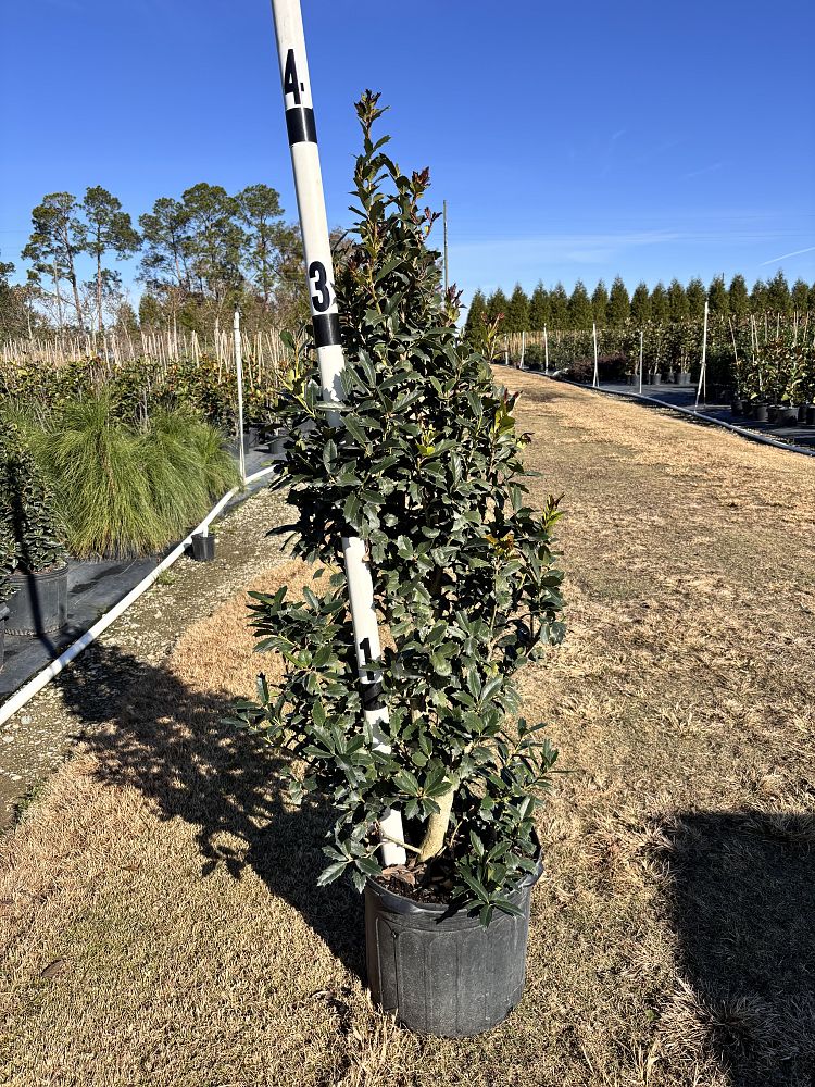 ilex-hybrid-conaf-oak-leaf-trade-holly-oakleaf-red-holly
