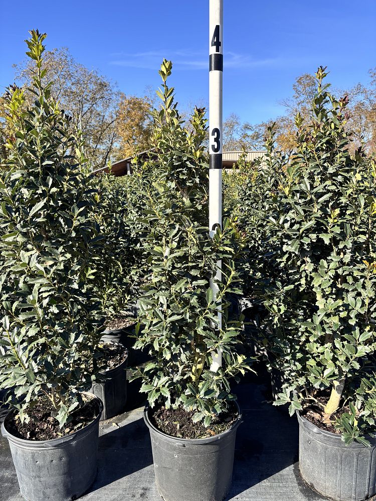 ilex-hybrid-conaf-oak-leaf-trade-holly-oakleaf-red-holly