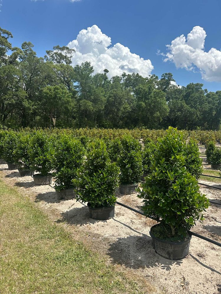 ilex-hybrid-conaf-oak-leaf-trade-holly-oakleaf-red-holly
