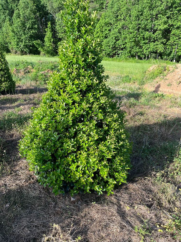 ilex-hybrid-conaf-oak-leaf-trade-holly-oakleaf-red-holly