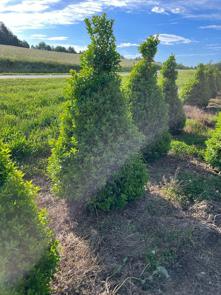 ilex-hybrid-conaf-oak-leaf-trade-holly-oakleaf-red-holly