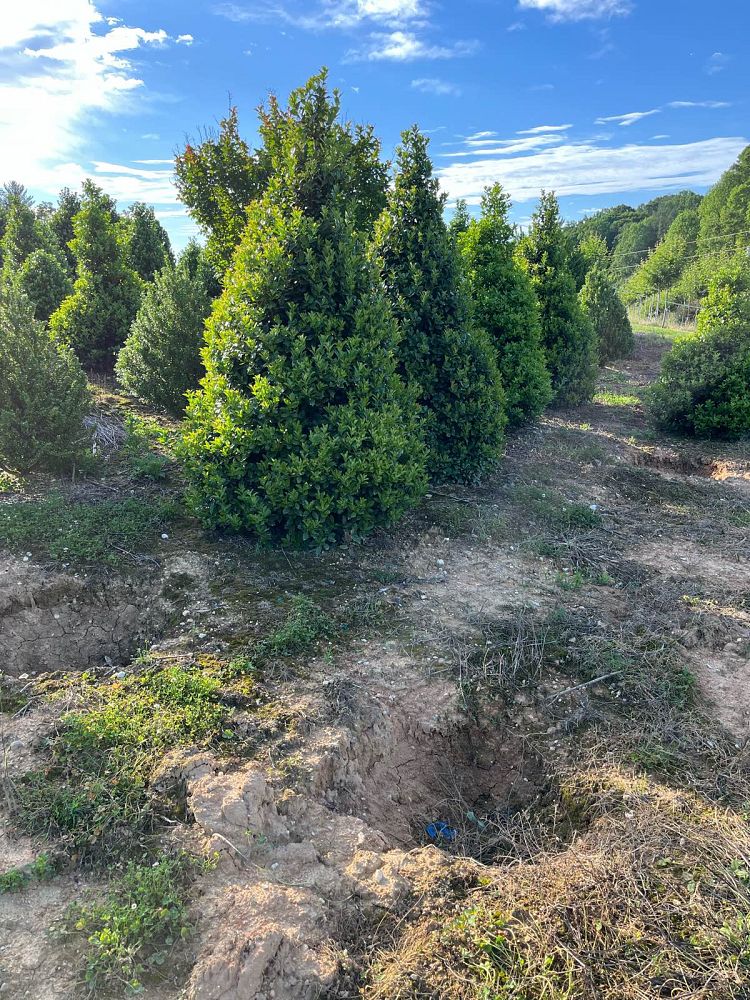 ilex-hybrid-conaf-oak-leaf-trade-holly-oakleaf-red-holly